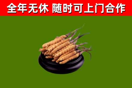 宜都市烟酒回收冬虫夏草.jpg